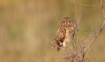 Minnesota Prairie Owl