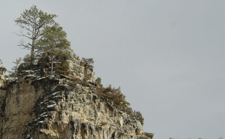 Bluff with trees