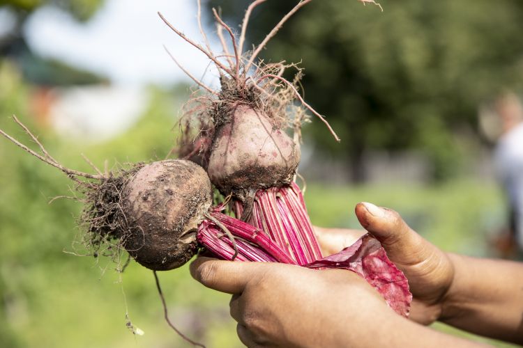Fresh-picked produce from one of the organization’s seven urban farms