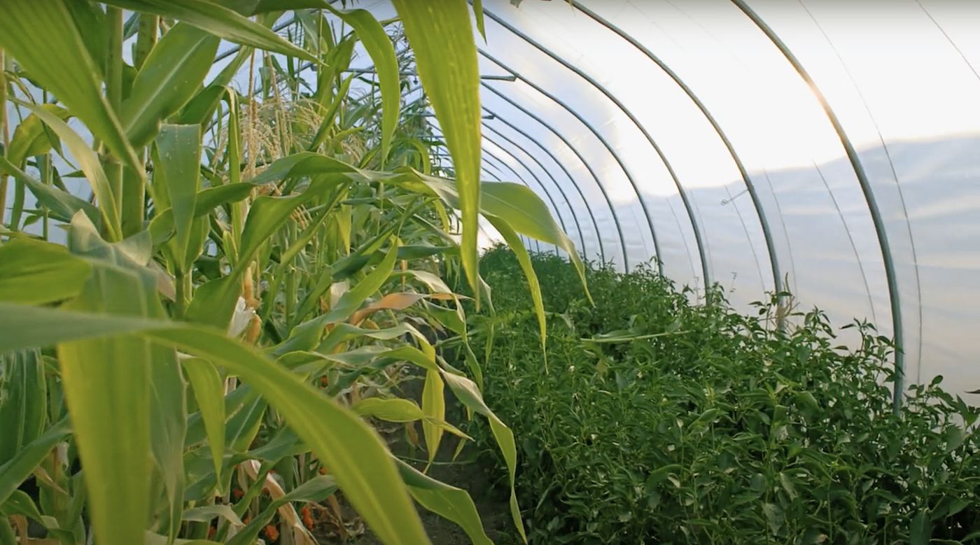 crops grow in a greenhouse with sun shining on them