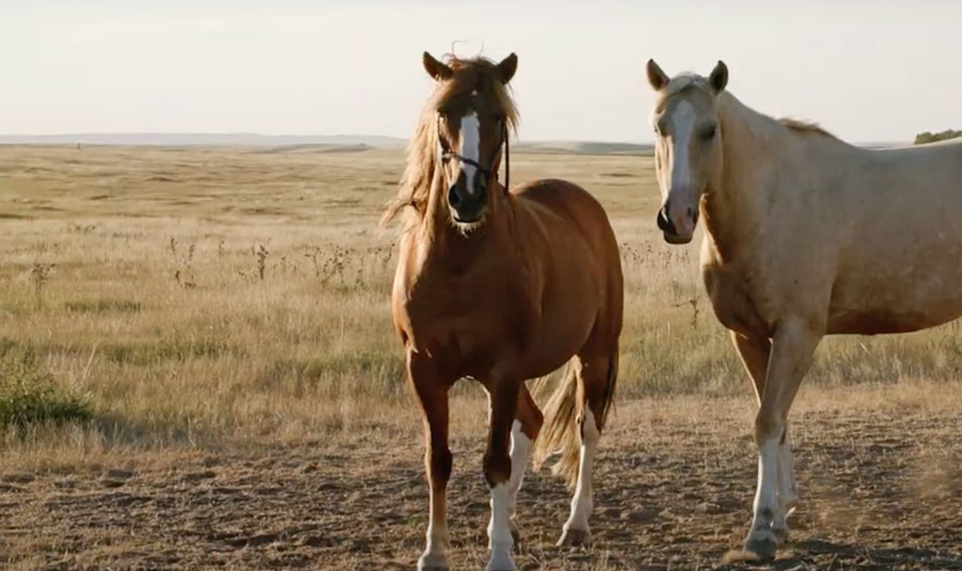horses