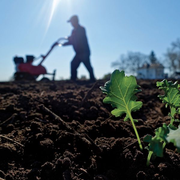 Tilling kale at HAFA farm