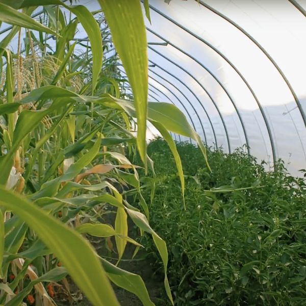 crops grow in a greenhouse with sun shining on them