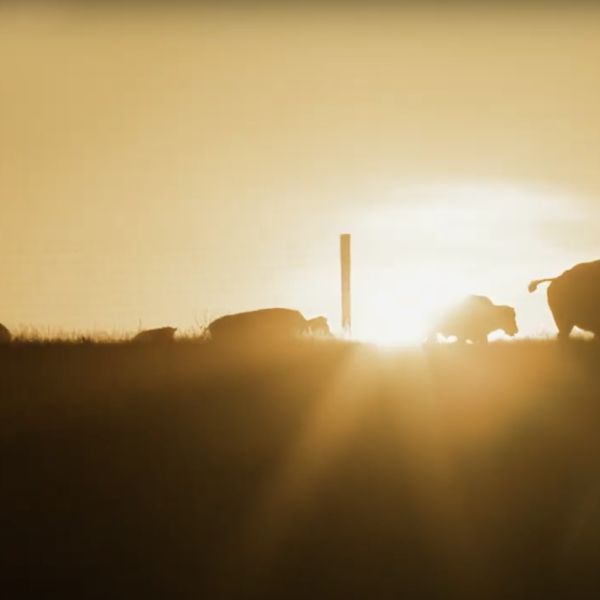 Buffalo walk on horizon at sunset