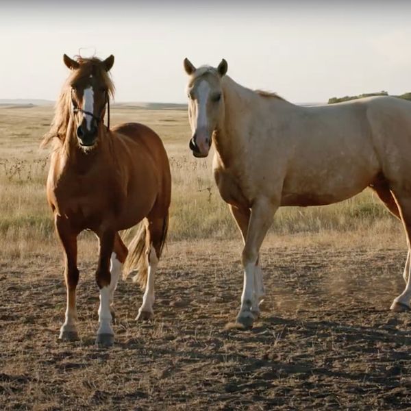 horses