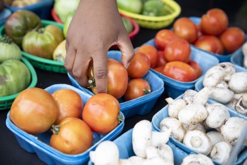 Youth and adults tend the plots using regenerative, sustainable and organic techniques