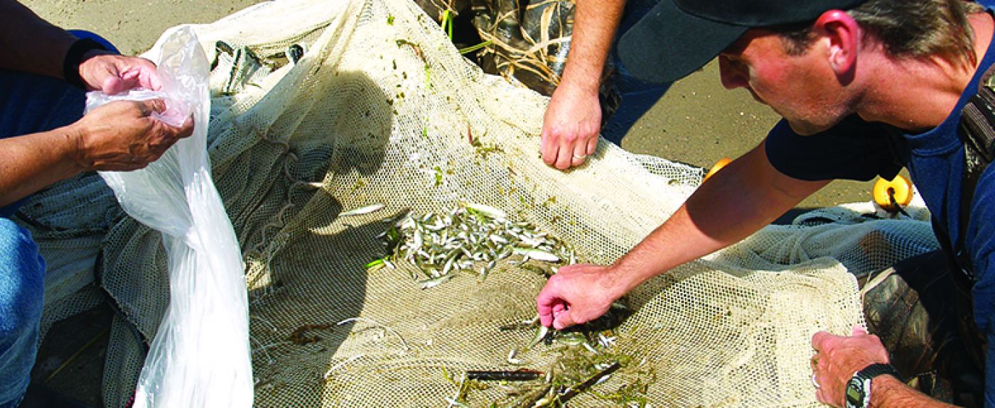 Net fishing
