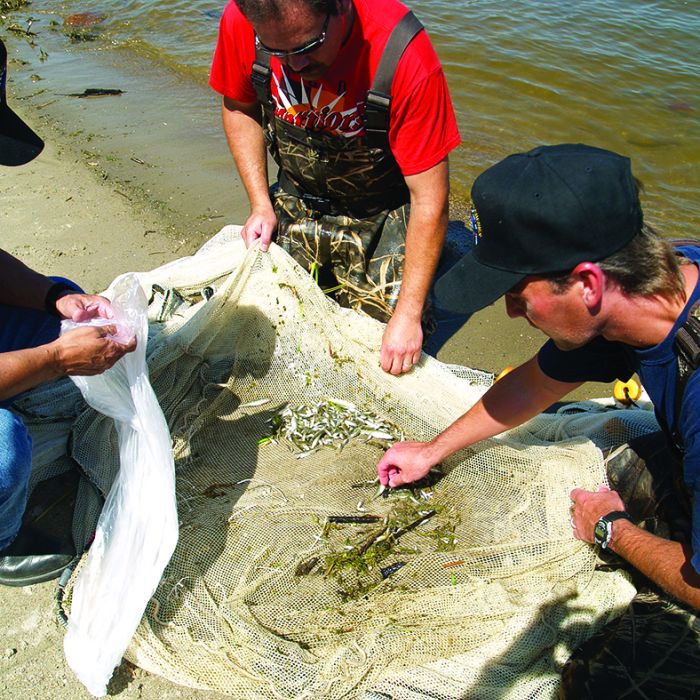 Net fishing