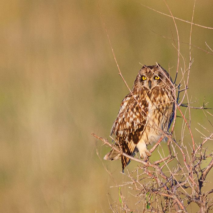 Minnesota Prairie Owl